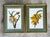 Vintage Ehret Botanical Plates - Set of 2 For Sale - Image 11 of 12