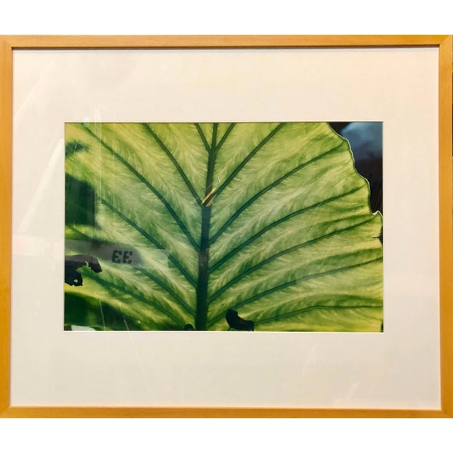 American Evelyn Lauder, Luminous Leaf Color Photo C Print Foliage Vintage Plant Photograph Evelyn Lauder, 1999 For Sale - Image 3 of 10