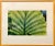 American Evelyn Lauder, Luminous Leaf Color Photo C Print Foliage Vintage Plant Photograph Evelyn Lauder, 1999 For Sale - Image 3 of 10