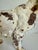 1930s Hubley Attributed Cast Iron English Setter Dog Doorstop For Sale - Image 9 of 12