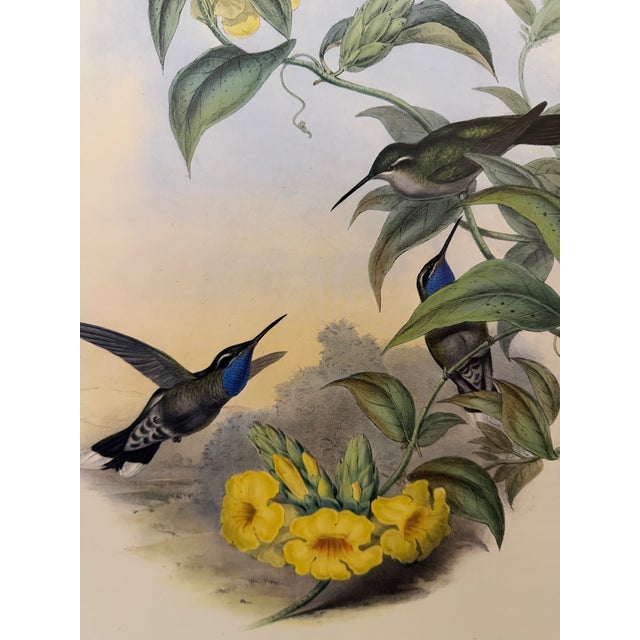Traditional 1990s Framed Print, Blue-Throated Cazique Hummingbird (Plate 60- Hill House Edition) Reproduction Print After John Gould For Sale - Image 3 of 10