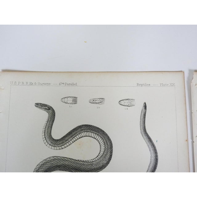 Mid 19th Century Mid 19th Century Us Pacifc Railroad Snakes Lithograph Book Plates - Set of 3 For Sale - Image 5 of 6