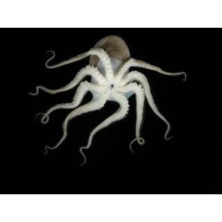 Jonathan Knowles, Octopus on Black Background, Photographic Paper For Sale