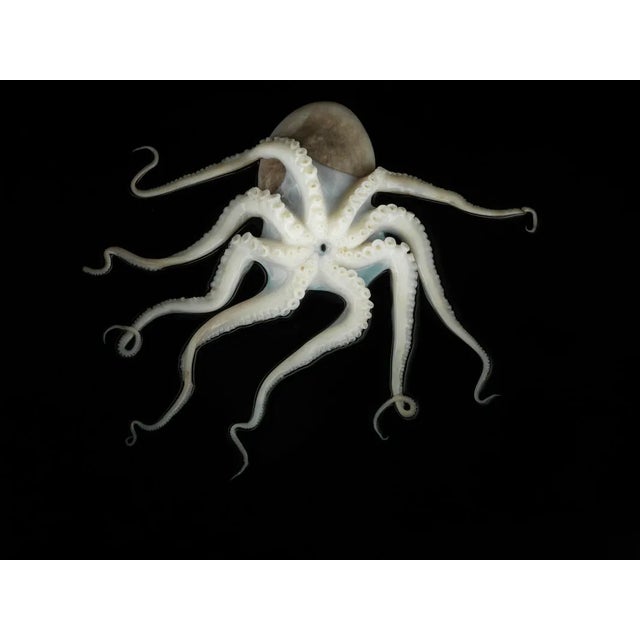 Jonathan Knowles, Octopus on Black Background, Photographic Paper For Sale