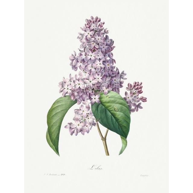 Lilac by Redouté, Vintage Botanical Art Print, 30" X 40" For Sale