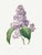 Lilac by Redouté, Vintage Botanical Art Print, 30" X 40" For Sale