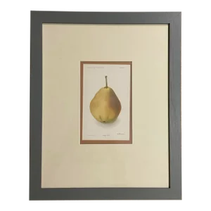 Rossney Pear Chromo-Lithograph Yearbook u.s. Dept. Of Agriculture 1904. Plate Lii. Framed