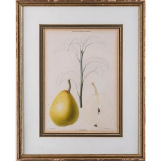 Vintage Botanical Print of “Pear P. Columbia” For Sale