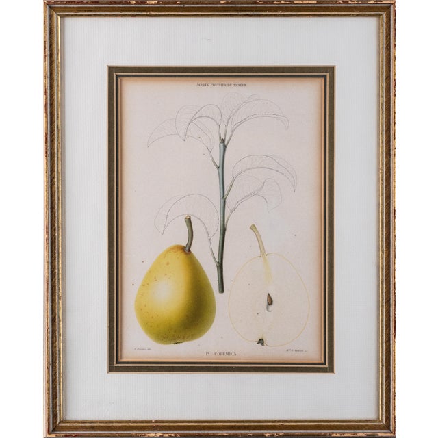 Vintage Botanical Print of “Pear P. Columbia” For Sale