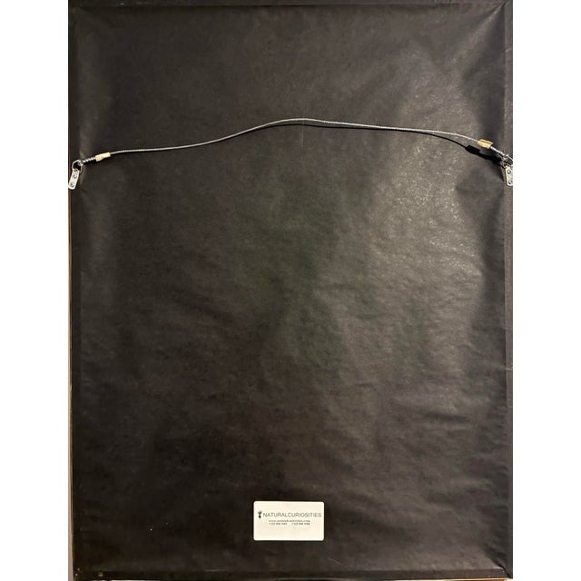 Tan Natural Curiosities “Nisser Tokoor” Black Eagle After James Bruce Framed Print For Sale - Image 8 of 9
