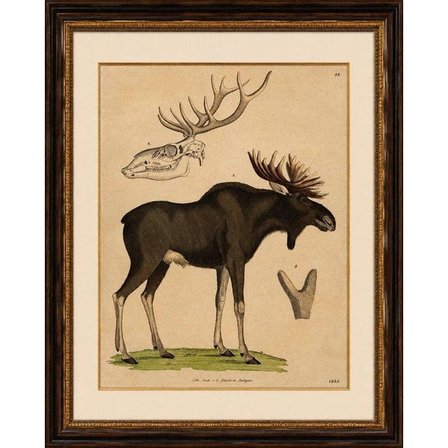 Title: antique moose / eurasian elk & antler anatomy lithograph – 1845 original antique hand-colored lithograph depicting...