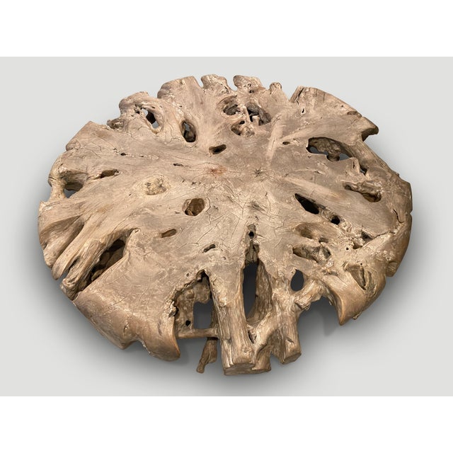 Andrianna Shamaris Impressive Large Teak Root Coffee Table For Sale - Image 9 of 18
