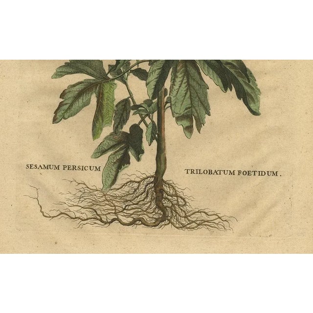 Sesame Plant, 1696, Paper For Sale - Image 3 of 7