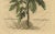 Sesame Plant, 1696, Paper For Sale - Image 3 of 7