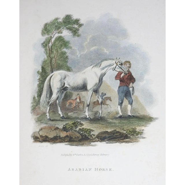 English Antique Arabian Horse English Engraving For Sale - Image 3 of 3