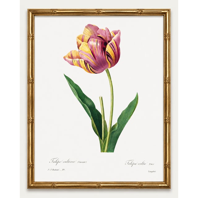 Paper Tulip by Pierre-Joseph Redouté, Vintage Botanical Art Print, 16" X 20" For Sale - Image 7 of 8