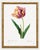 Paper Tulip by Pierre-Joseph Redouté, Vintage Botanical Art Print, 16" X 20" For Sale - Image 7 of 8