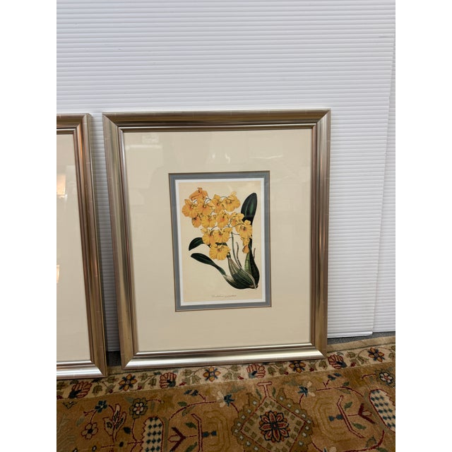 Yellow Botanical Art Prints, Set of Three For Sale - Image 10 of 12