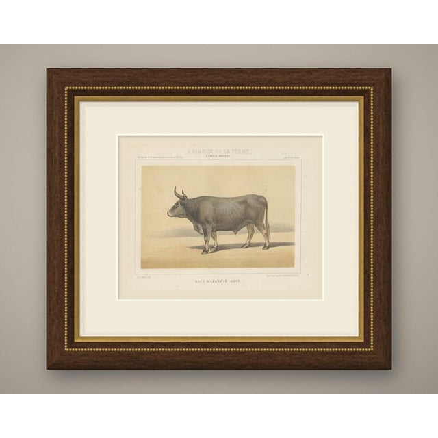 This is an original antique chromolithograph, printed in color from several lithographic stones, from victor borie's...