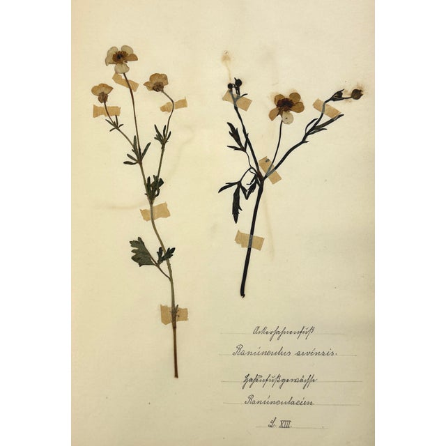 A pair of mid-19th century German botanical herbarium sheets, dating to approximately 1850, each preserving two pressed...