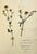 A pair of mid-19th century German botanical herbarium sheets, dating to approximately 1850, each preserving two pressed...