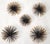 Set of 5 Vintage Curtis Jeré Style Plated Starburst Sputnik Pom Pom Sea Urchin Wall Sculptures For Sale - Image 9 of 12