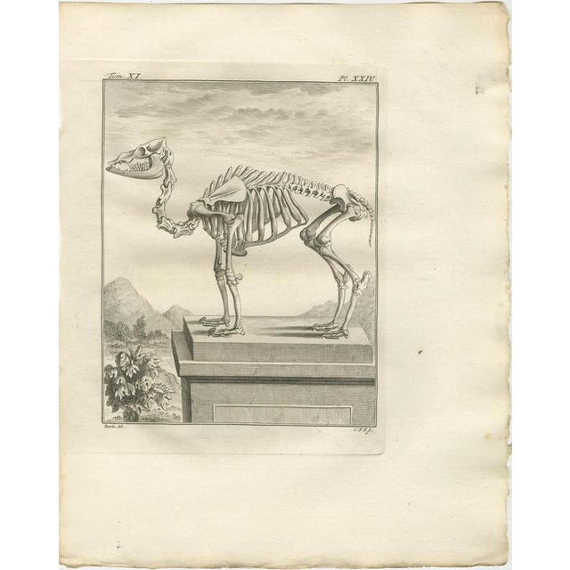After Jacques de Sève, Camel Anatomy, 1769, Prints, Set of 2 For Sale - Image 3 of 9