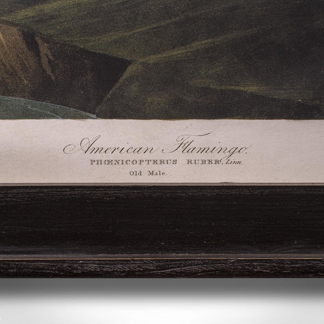 Large Vintage Flamingo Picture, English, Framed Print, Jj Audubon, Wildlife Art For Sale - Image 10 of 12