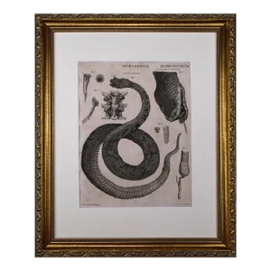 Early 19th Century Scottish Engraving of a Horned Viper Snake by David Brewster