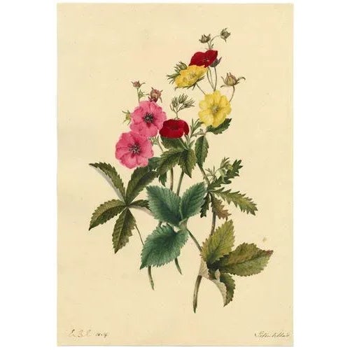 An original 1834 watercolour painting, E.B.R., Cinquefoils (Potentilla) Flower.A superb large botanical watercolour dating...