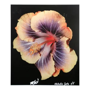 Hibiscus From the Metallic Sets, Jonathan Singer