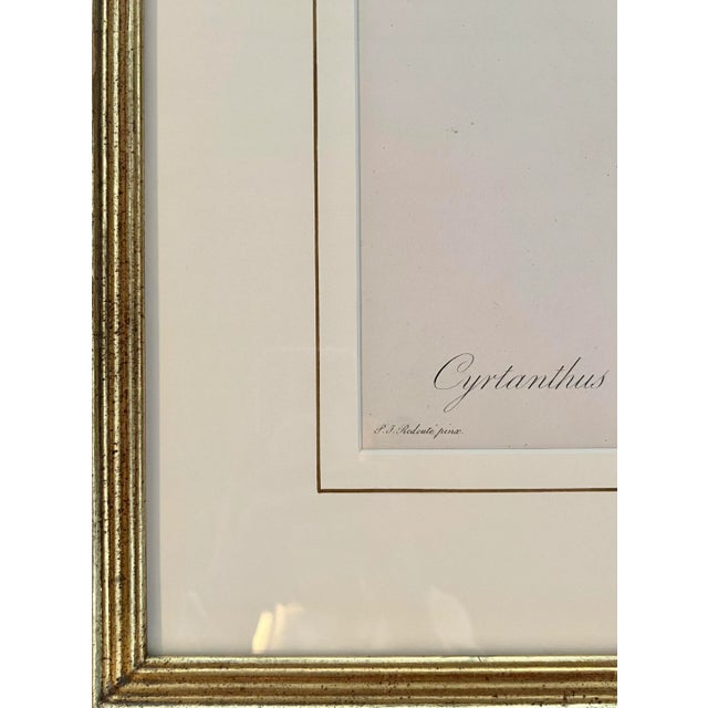 Wood Pierre-Joseph Redouté Original Engraving - Cyrtanthus Angustifolius, Early 19th Century, Paris For Sale - Image 7 of 9