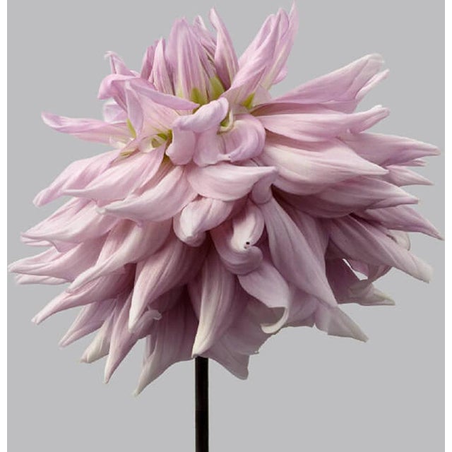 Dahlia 9 is a gorgeous Archival Inkjet Print by contemporary photographer Philip Gatward. This print 16" x 20" in a...