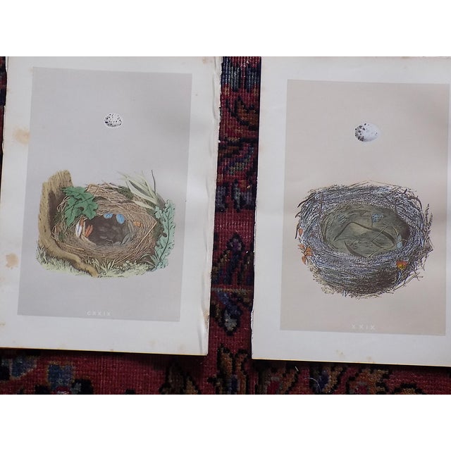 Antique 19th Century Hand Colored Bird Nest & Egg Lithographs - Set of 12 For Sale In Cincinnati - Image 6 of 9