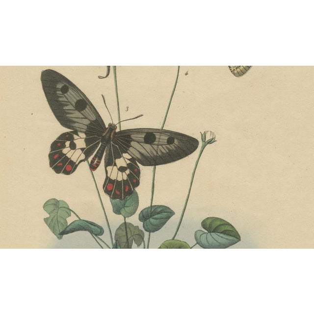 E. Guérin, Butterfly with Caterpillars, 1835, Engraving, Set of 2 For Sale - Image 6 of 11