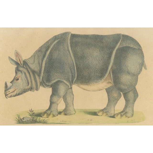 Brodtmann, Indian Rhinoceros (Rhinoceros Unicornis), 1816, Lithograph For Sale - Image 4 of 9
