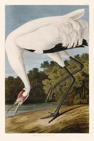 After Audubon Hooping Crane Unframed 24x36 Inches on Somerset Velvet Paper