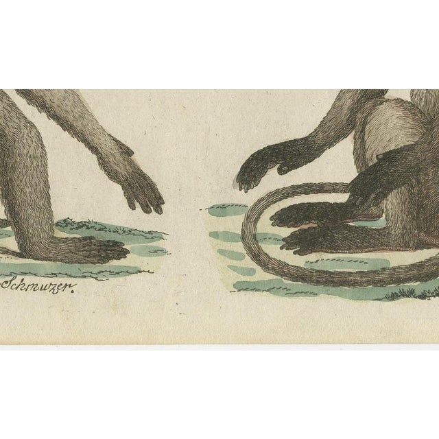 19th Century Bertuch, Gibbon and Monkeys, 1805, Print For Sale - Image 5 of 12