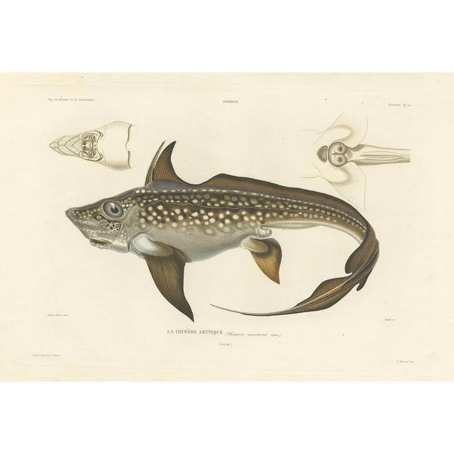 Louis Bévalet and H. Blanchard, Arctic Chimaera Fish, France, 1845, Paper For Sale - Image 6 of 10