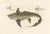 Louis Bévalet and H. Blanchard, Arctic Chimaera Fish, France, 1845, Paper For Sale - Image 6 of 10