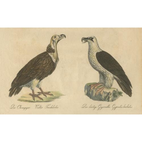 Early 19th Century Karl Joseph Brodtmann, Vultures & Birds of Prey, 1816, Lithograph For Sale - Image 5 of 9