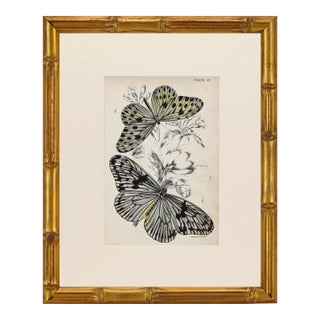 19th Century Antique English Butterfly Print 1897 For Sale