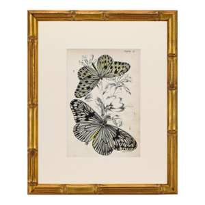 19th Century Antique English Butterfly Print 1897