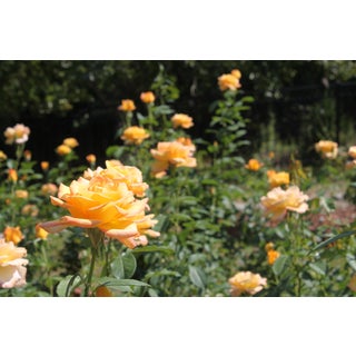 Yellow Roses Photograph by Josh Moulton For Sale