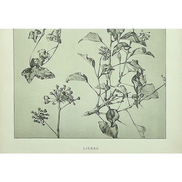 Gray 1902 -Set of 3 Antique French Botanicals- Ivy, Fushia, Sweet William, Documentation For Sale - Image 8 of 14