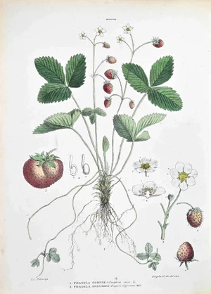 Vincenzo Tenore, The Rosaceae, Lithograph, 1870s