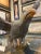 Wood Carved Spread Wing Eagle Sculpture, Early 20th Century For Sale - Image 7 of 8