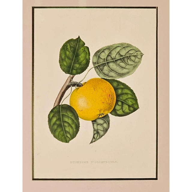 A print from the Botanical Study of Fruits and Nuts by Duhamel du Monceau, early 19th century (Nouvelle Edition Langlois,...