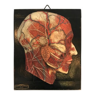 Early 20th Century Anatomical Plaque by New York Scientific Supply Co. For Sale