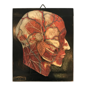 Early 20th Century Anatomical Plaque by New York Scientific Supply Co.